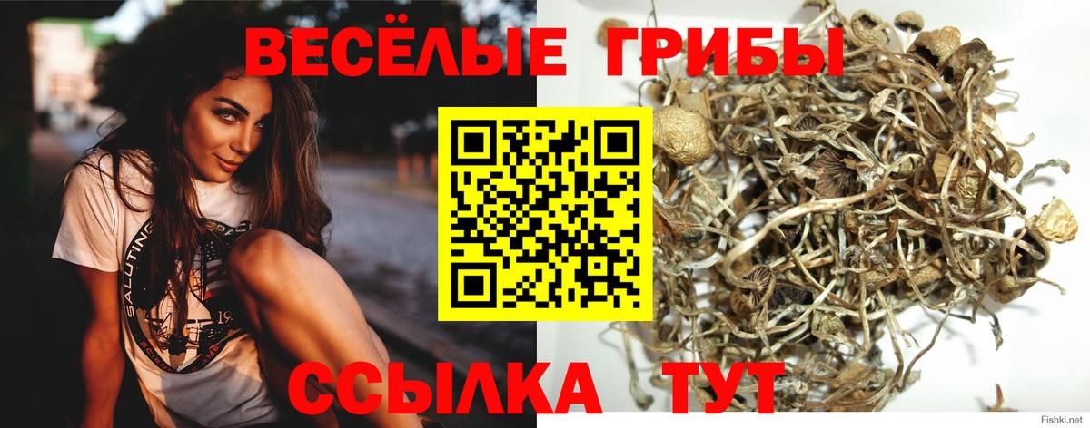 Псилоцибиновые грибы Psilocybe  Псилоцибиновые грибы Psilocybe  Вход с VPN  Джанкой 